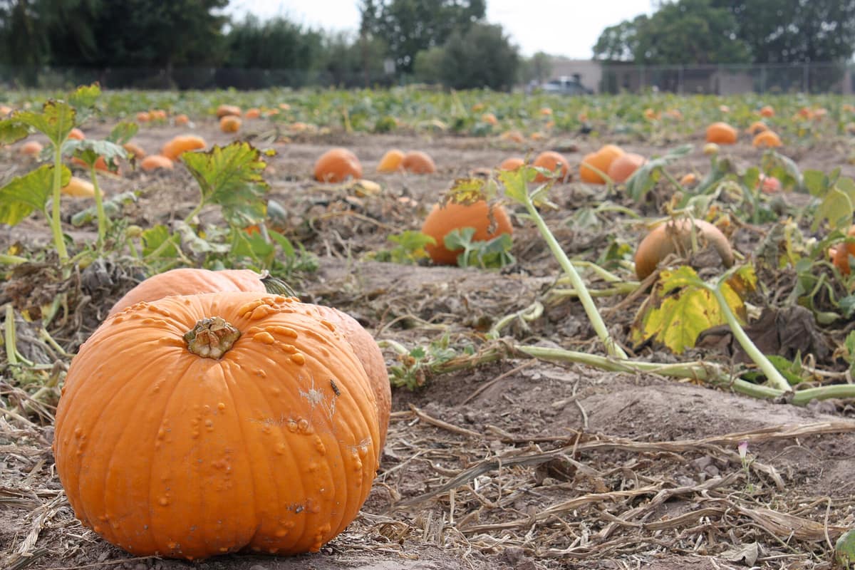 Orange pumpkins lying in a Mesilla Valley field